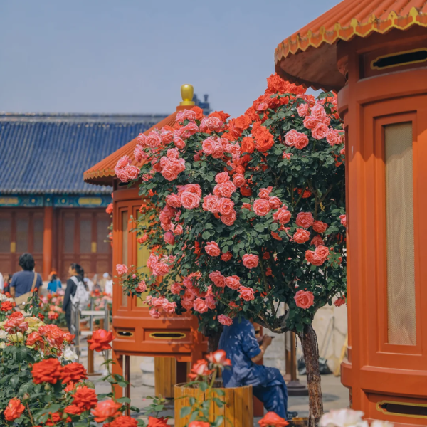 BẮC KINH – HÀNG CHÂU – Ô TRẤN – THƯỢNG HẢI